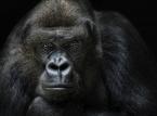 Dyrektor warszawskiego ZOO o polityce w świecie zwierząt
